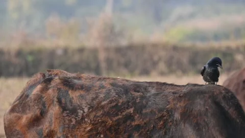 A Black drongo or Dicrurus macrocercus bird perches on the back of a cow. Stock-Footage 331237431