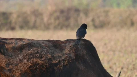 A Black drongo or Dicrurus macrocercus bird perches on the back of a cow. 库存影片 331237438