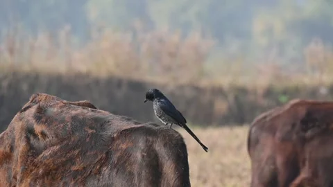 A Black drongo or Dicrurus macrocercus bird perches on the back of a cow. 库存影片 331237477