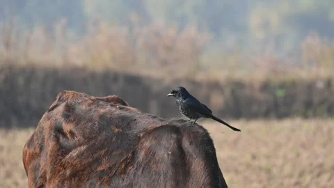 A Black drongo or Dicrurus macrocercus bird perches on the back of a cow. 库存影片 331237478