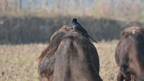 A Black drongo or Dicrurus macrocercus bird perches on the back of a cow. 库存影片 331237489