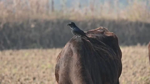 A Black drongo or Dicrurus macrocercus bird perches on the back of a cow. Stock Footage 331237494