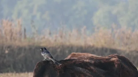 A Black drongo or Dicrurus macrocercus bird perches on the back of a cow. Stock Footage 331237495
