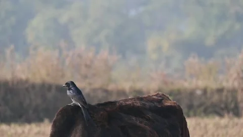 A Black drongo or Dicrurus macrocercus bird perches on the back of a cow. Stock-Footage 331237505