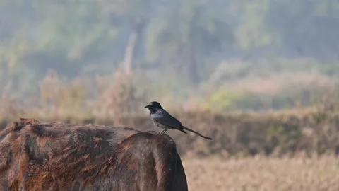 A Black drongo or Dicrurus macrocercus bird perches on the back of a cow. 库存影片 331237506
