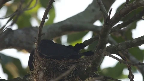 Black drongo parent visit its offspring Stock Footage 76289879