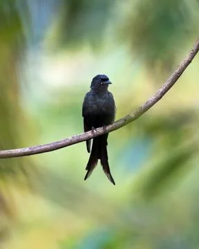 Black Drongo on a perch Stock Photos