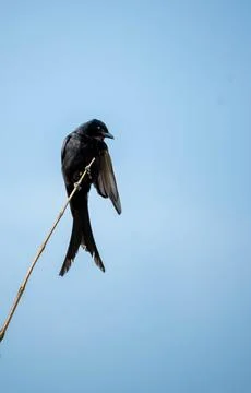 Black drongo perch on tree branch Foto stock