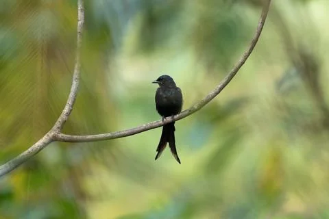 Black drongo perched on a long branch Stock Photos