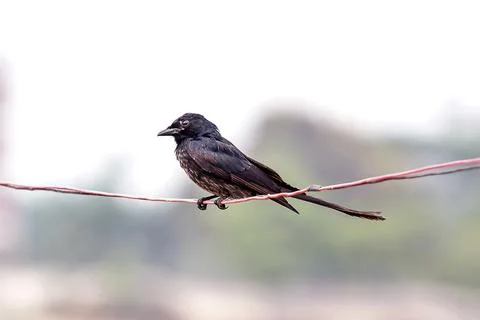 Black Drongo Perched On Red Wire in Soft Outdoor Scene with Calm, Natural Fee Stock Photos