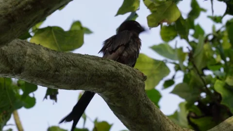A black drongo is perched on a tree branch Stock Footage 316246425