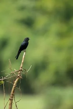 Black drongo perched on a tree stump Stock Photos