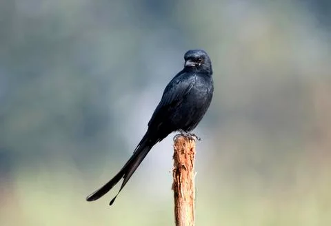 Black drongo Stock Photos