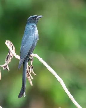 Black Drongo Stock Photos