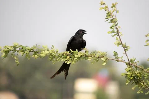 Black drongo Stock Photos