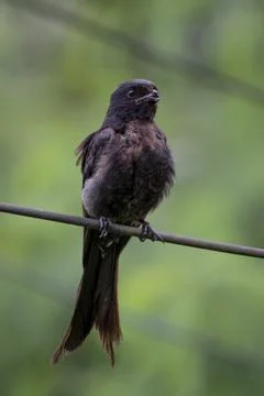 Black drongo Stock Photos