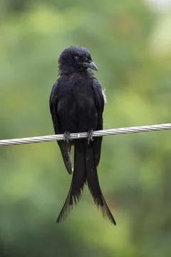 Black drongo Stock Photos