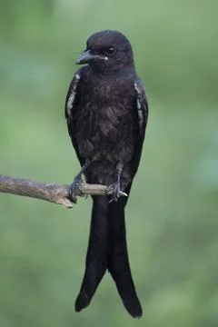 Black drongo Stock Photos