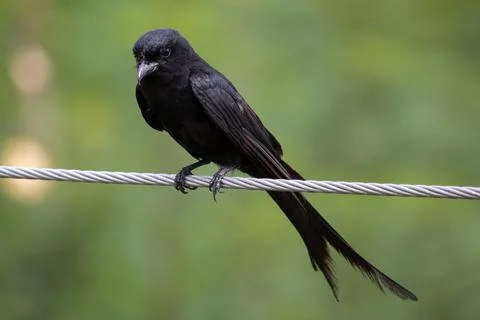 Black drongo Stock Photos