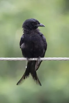 Black drongo Stock Photos