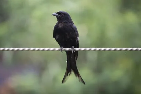 Black drongo Stock Photos