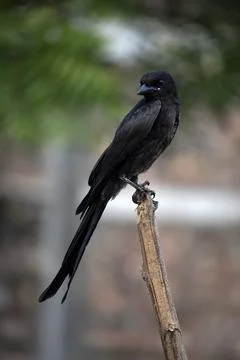 Black drongo Stock Photos