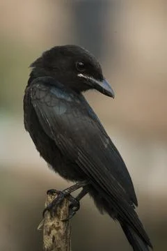 Black drongo Stock Photos