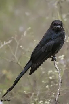 Black drongo Stock Photos
