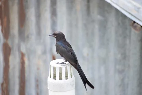 Black drongo Stock Photos