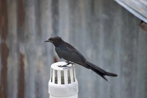 Black drongo Stock Photos