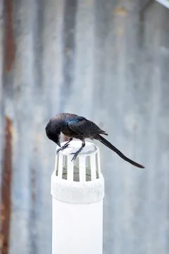 Black drongo Stock Photos