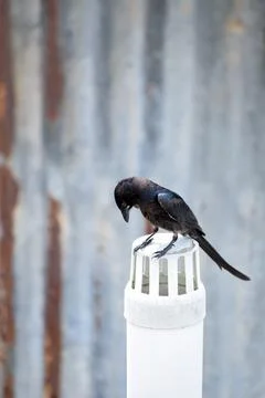 Black drongo Stock Photos