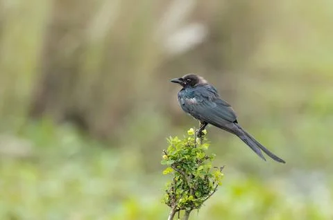 Black drongo Stock Photos