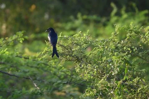 A black drongo Stock Photos