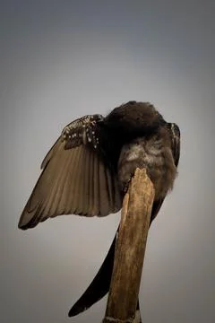 Black drongo Stock Photos