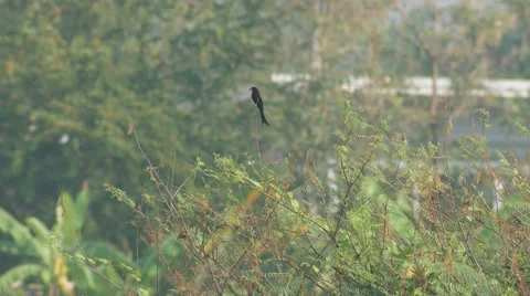 Black drongo relax on the mimosa Stock Footage 62091518