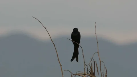 Black drongo relaxing in the evening Stock Footage 72328973