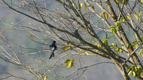 Black drongo relaxing Stock Footage 71516627