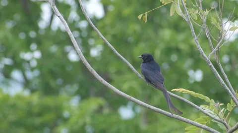 Black drongo relaxing on the tree branch Stock Footage 76093093