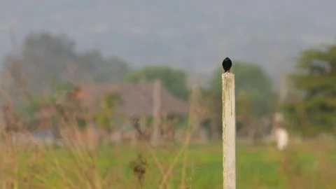Black drongo rest on the pole in the field Video stock 73149271