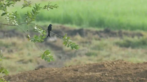 Black drongo resting on the tree branch Stock Footage 68173191