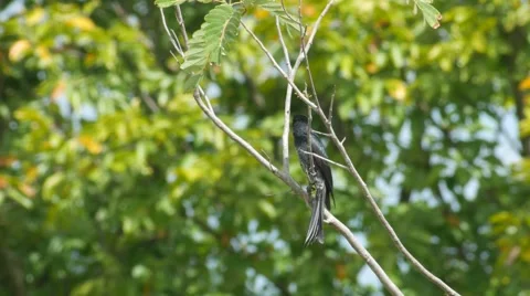 Black drongo resting on the tree branch 스톡 동영상 68999025
