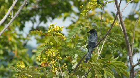 Black drongo resting on the tree branch and flying away Video stock 68999208