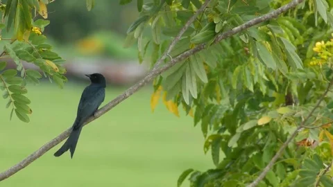 Black drongo resting on the tree branch Stock Footage 69168050