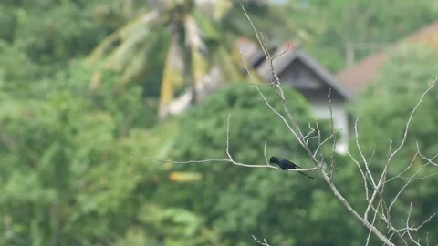 Black Drongo resting on the tree Stock Footage 80084361