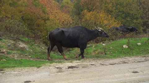 Black Drongo Sitting on a buffalo. A black drongo bird enjoying a free ride on a Video stock 274925402