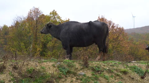 Black Drongo Sitting on a buffalo. A black drongo bird enjoying a free ride on a Stock Footage 277785533