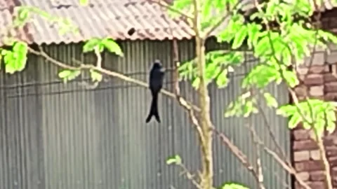 Black drongo sitting on a tree hd video 스톡 동영상 302044129
