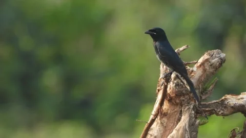 Black Drongo -in tree- black fathers - glossy . Stock Footage 252566924
