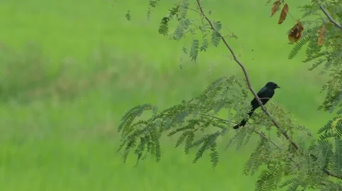 Black drongo on the tree branch in the field Stock Footage 68587421